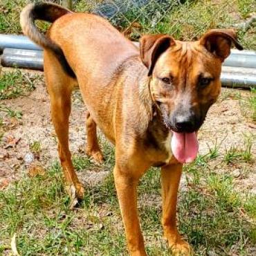 Enlarge Bruno, a Adoptable mixed breed in Lexington, SC image 5/5