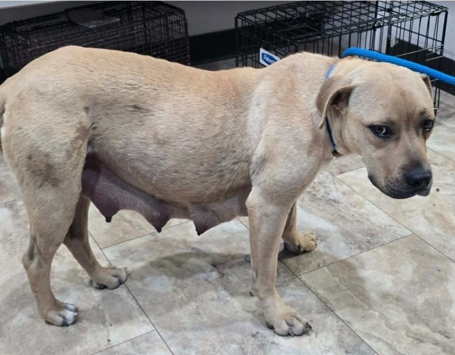 Pancake, Adoptable, Adult Female Pit Bull Terrier.