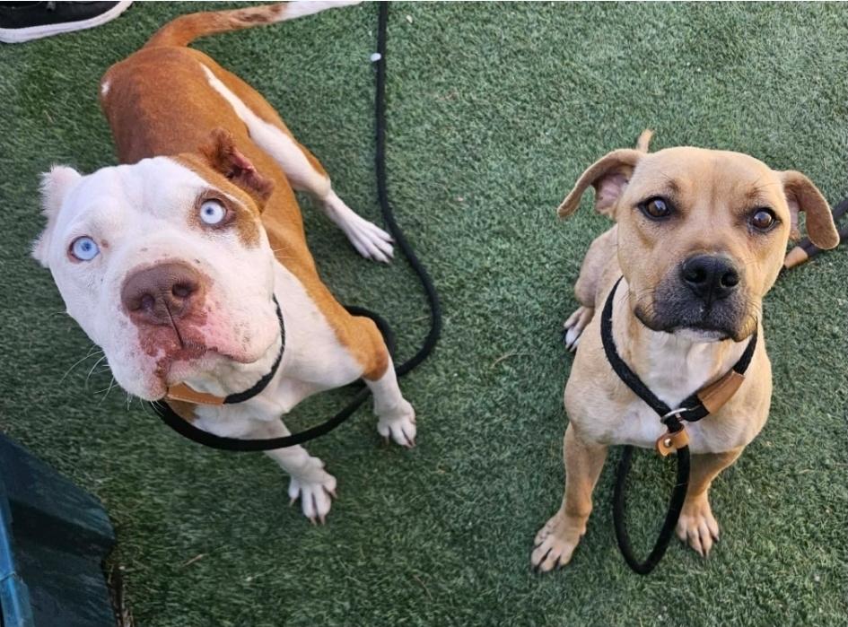 Enlarge Pancake, a Adoptable mixed breed in Sedalia, CO image 2/6