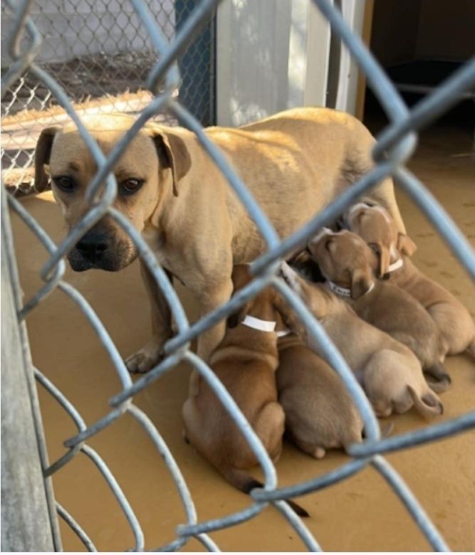 Enlarge Pancake, a Adoptable mixed breed in Sedalia, CO image 3/6