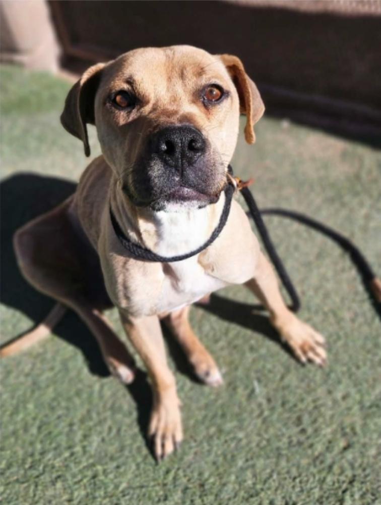 Enlarge Pancake, a Adoptable mixed breed in Sedalia, CO image 4/6