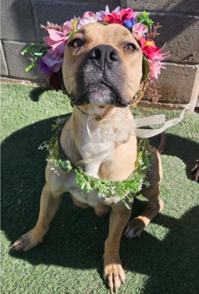 Enlarge Pancake, a Adoptable mixed breed in Sedalia, CO image 5/6