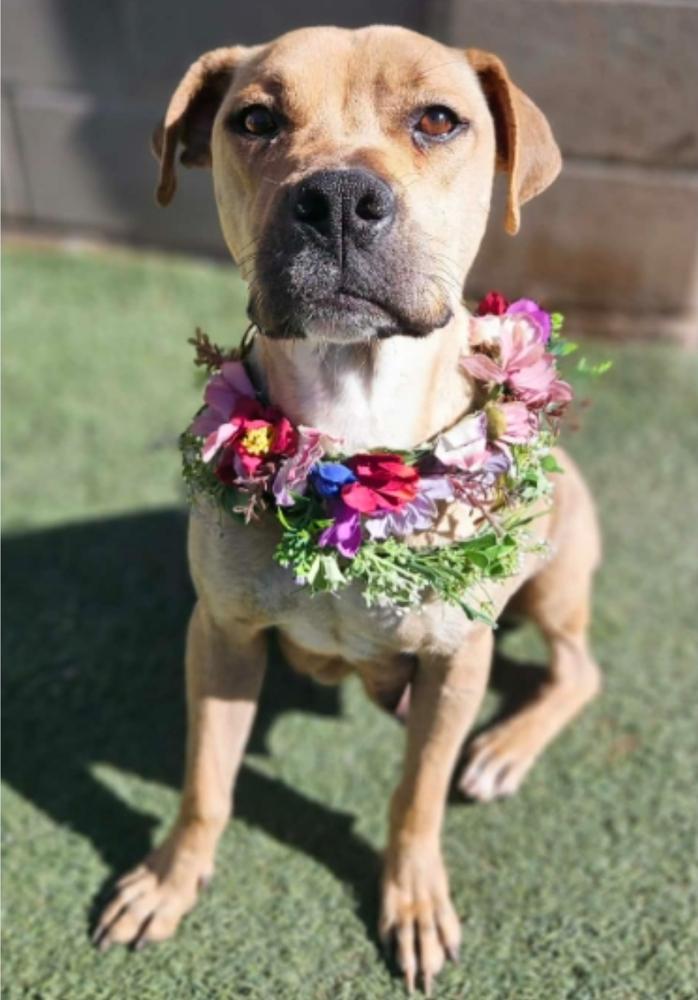 Enlarge Pancake, a Adoptable mixed breed in Sedalia, CO image 6/6