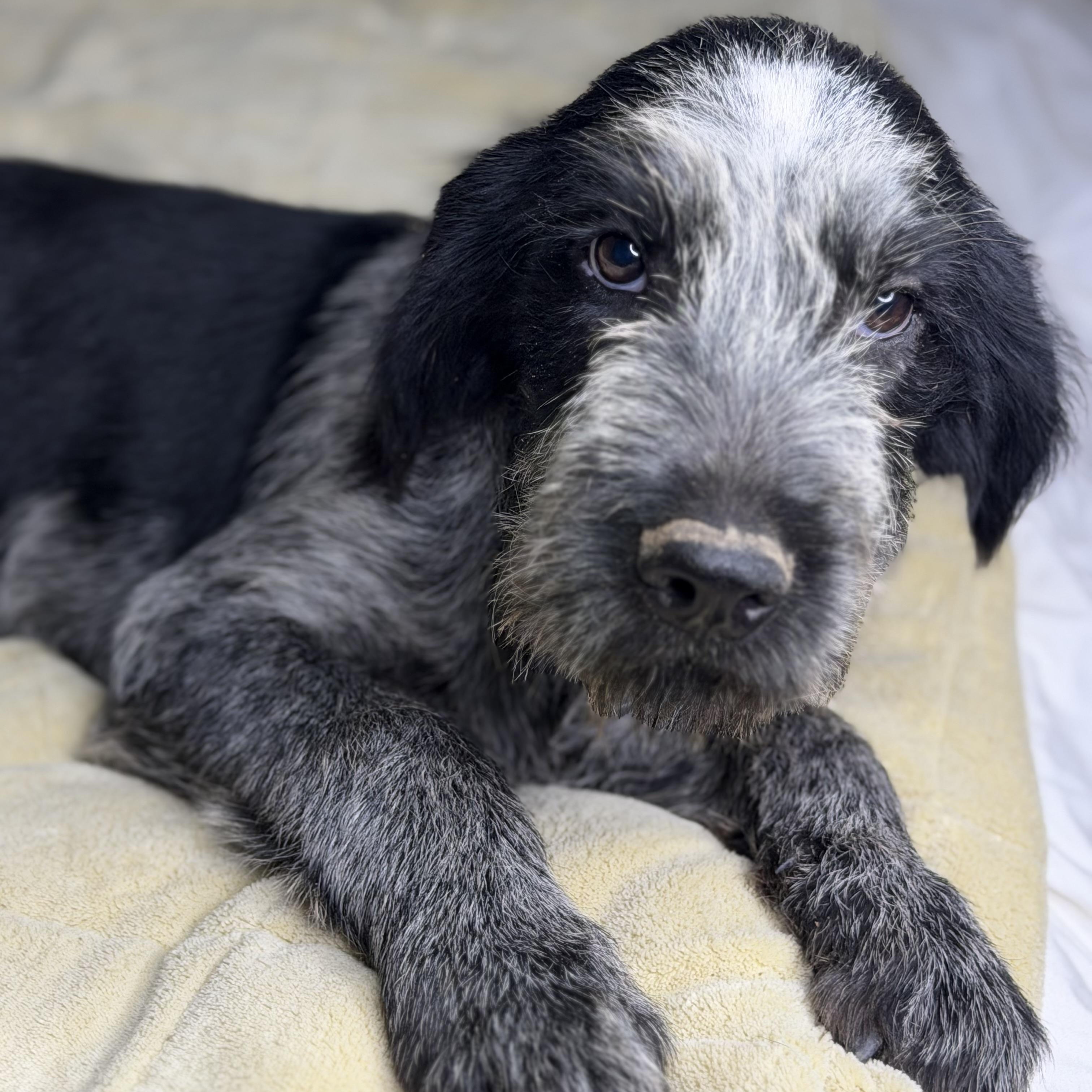 Tito, Adoptable, Puppy Male German Wirehaired Pointer & Catahoula Leopard Dog.
