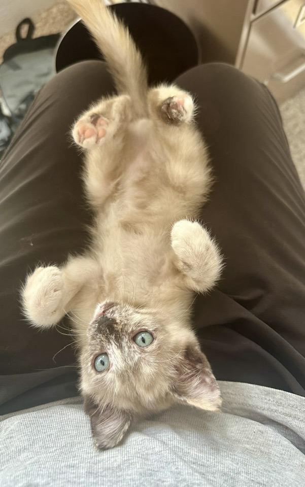 Yelena, an adoptable Tortoiseshell, Siamese in Libby, MT, 59923 | Photo Image 1