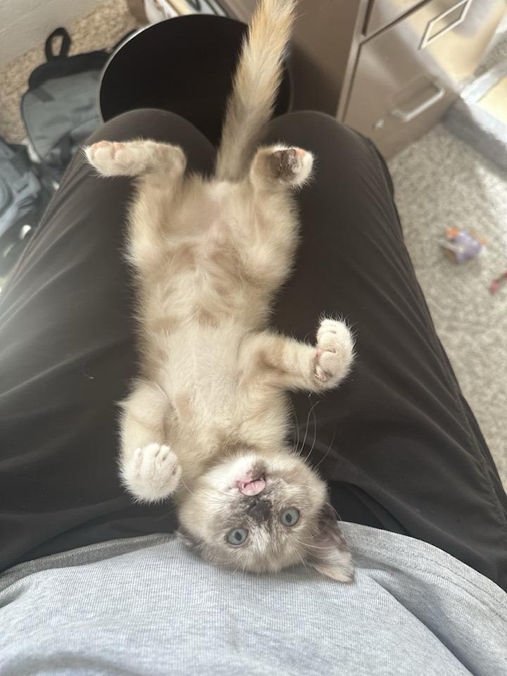 Yelena, an adoptable Tortoiseshell, Siamese in Libby, MT, 59923 | Photo Image 2