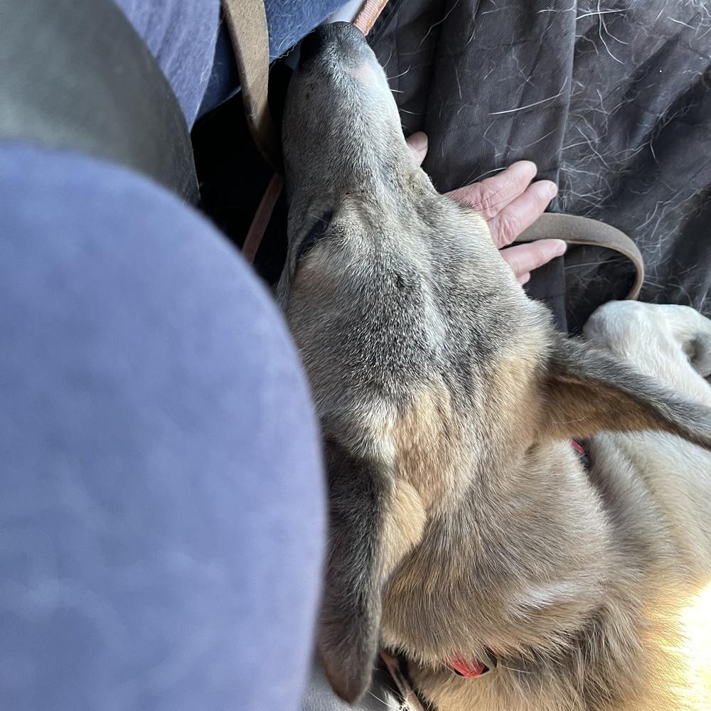 Wylie, a Adoptable mixed breed in Wilton, CA image 3/6