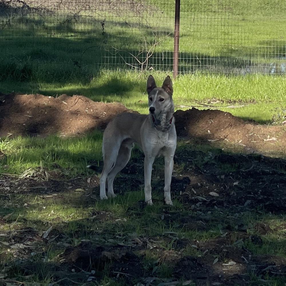 Wylie, Adoptable, Adult Male German Shepherd Dog & Mixed Breed.
