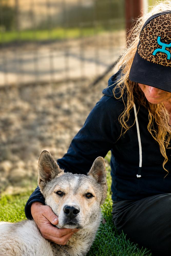 Enlarge Wylie, a Adoptable mixed breed in Wilton, CA image 2/3