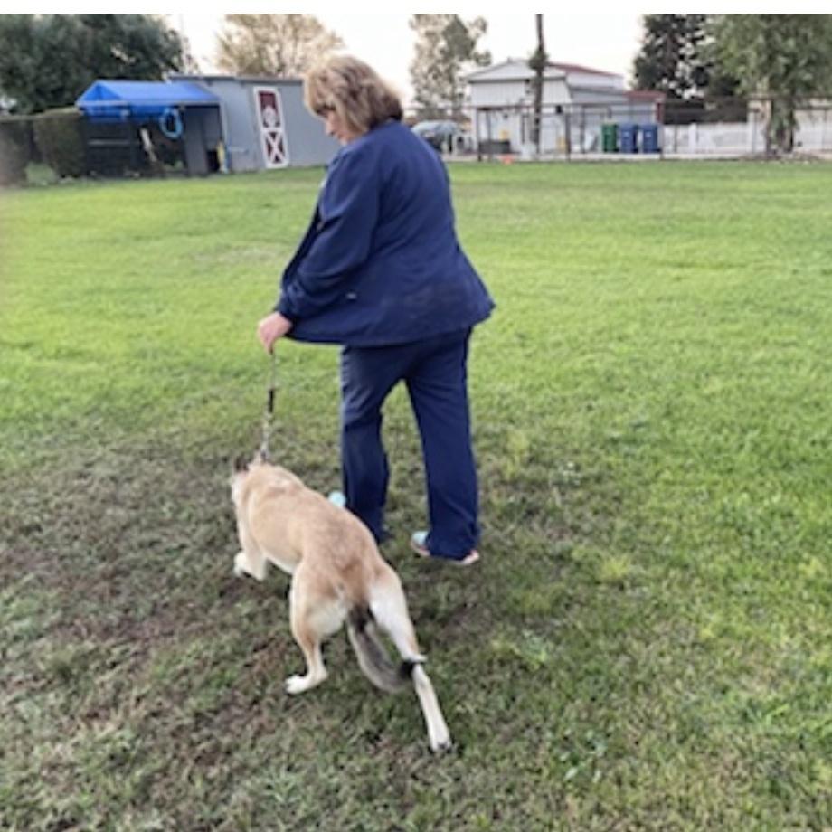 Wylie, a Adoptable mixed breed in Wilton, CA image 2/3