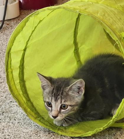 Enlarge Bonus, a Adoptable mixed breed in Berwick, PA image 1/3