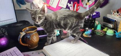 Enlarge Bonus, a Adoptable mixed breed in Berwick, PA image 2/3