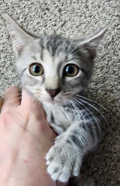 Enlarge Bonus, a Adoptable mixed breed in Berwick, PA image 3/3
