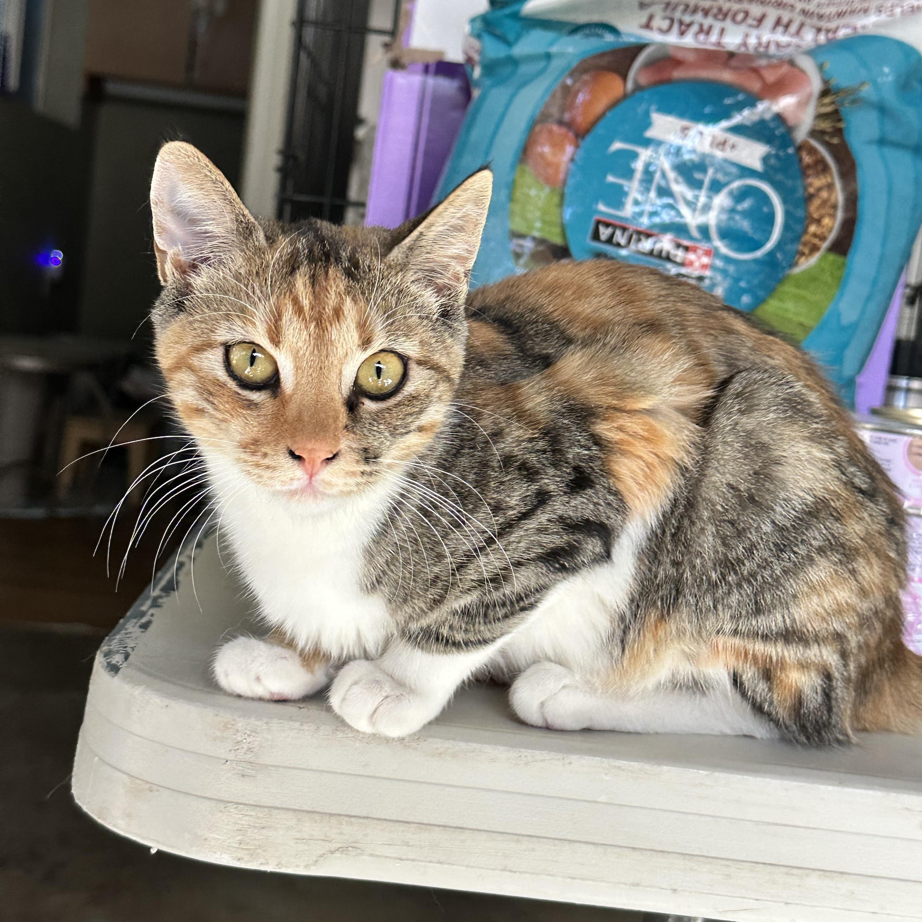 Enlarge Carmel (from the coffee litter), a Adoptable Calico in Sacramento, CA image 2/6