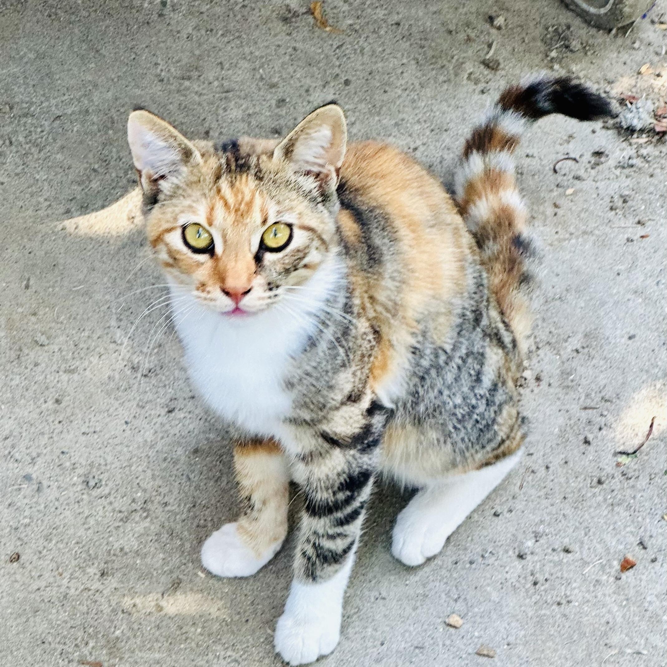 Enlarge Carmel (from the coffee litter), a Adoptable Calico in Sacramento, CA image 5/6