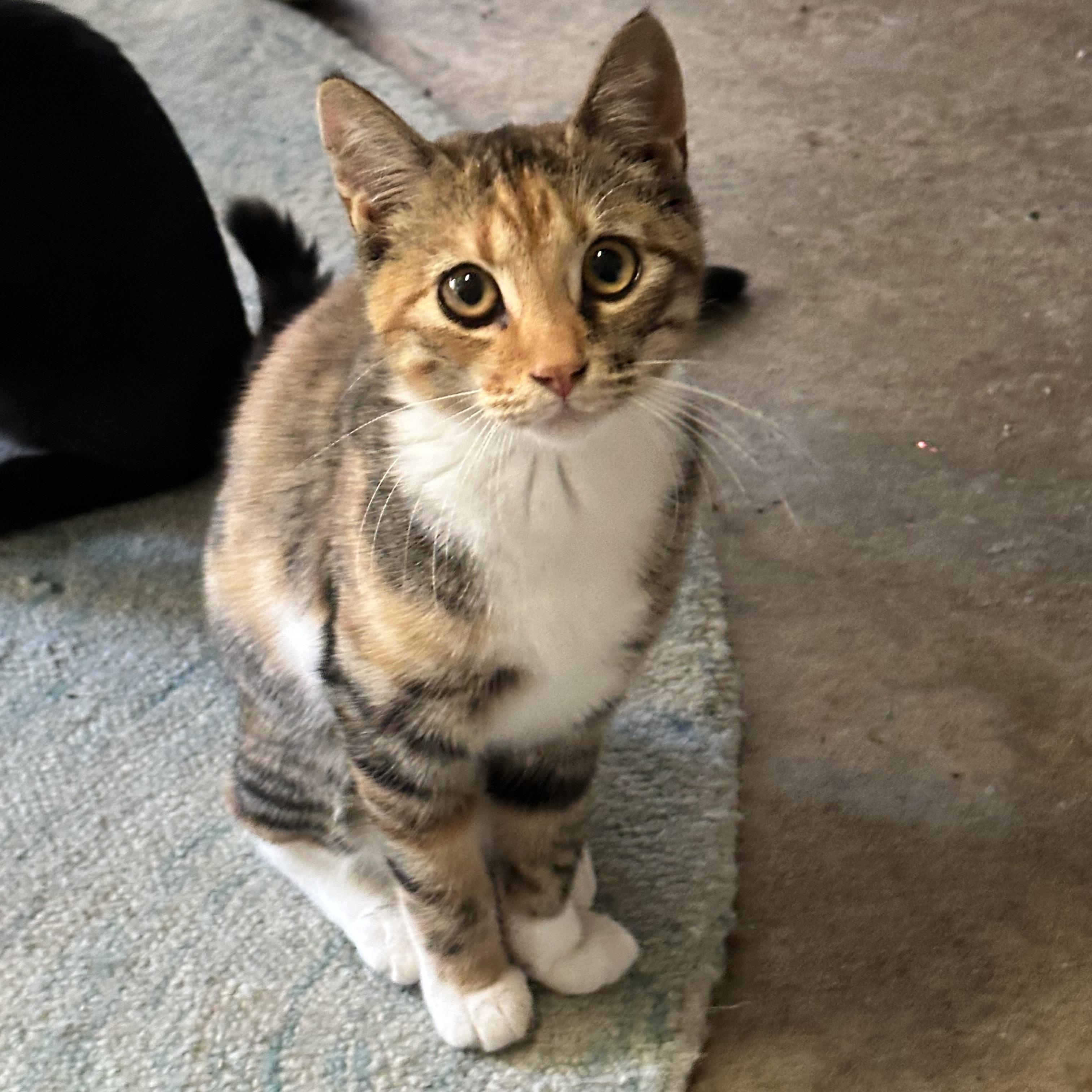 Carmel (from the coffee litter), Adoptable, Kitten Female Calico.