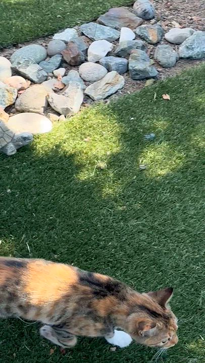 Enlarge Carmel (from the coffee litter), a Adoptable Calico in Sacramento, CA video 6/6
