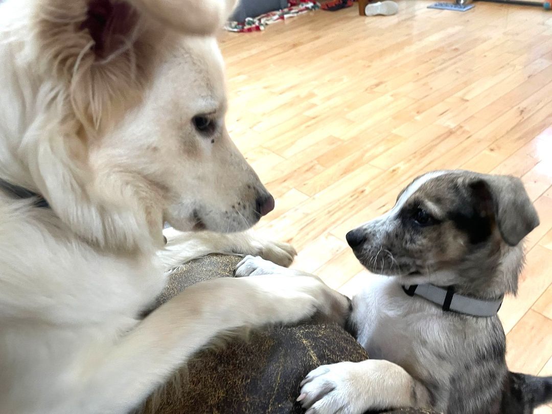 Enlarge Oreo, a Adopted Mixed Breed in Falls Church, VA image 1/2