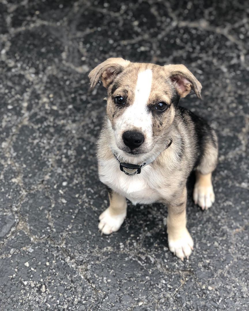 Enlarge Oreo, a Adopted Mixed Breed in Falls Church, VA image 2/2
