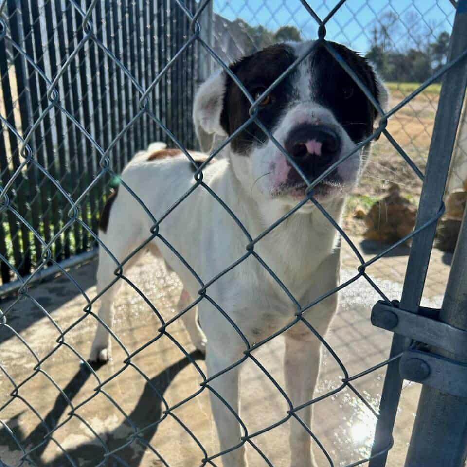 Klondike — thumbnail 2