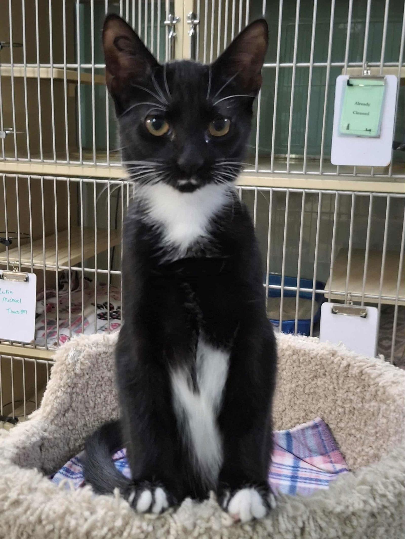 Enlarge Chelsea, a Adopted Domestic Short Hair in Gonic, NH image 1/3