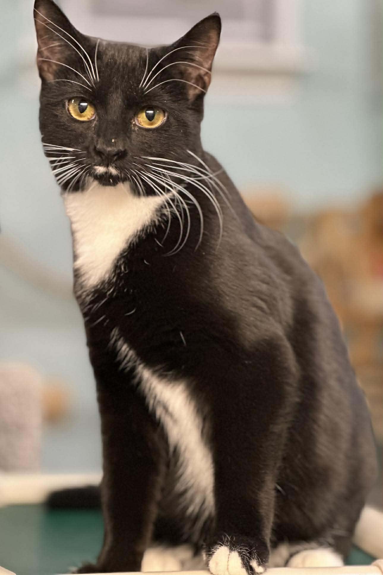 Enlarge Chelsea, a Adopted Domestic Short Hair in Gonic, NH image 3/3