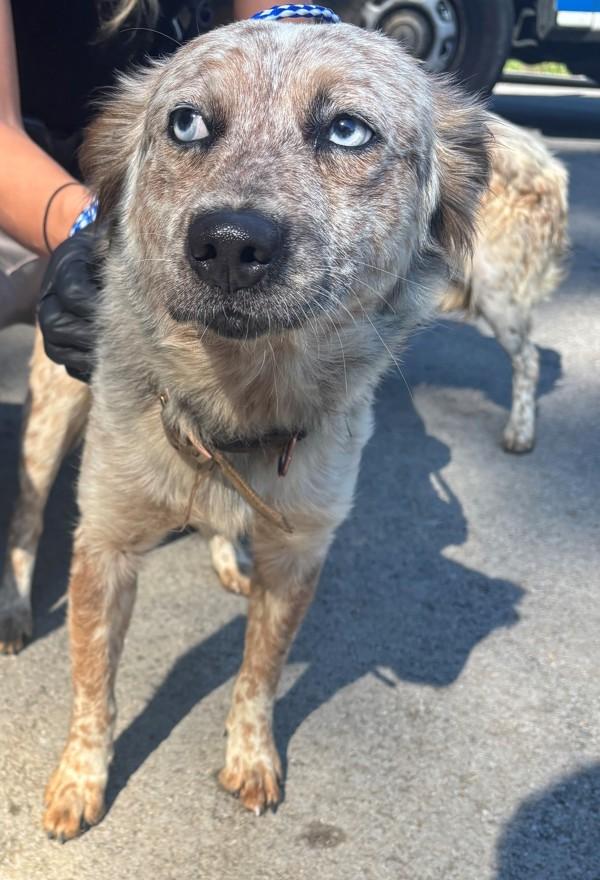 Pepper, Adoptable, Young Female Australian Shepherd.