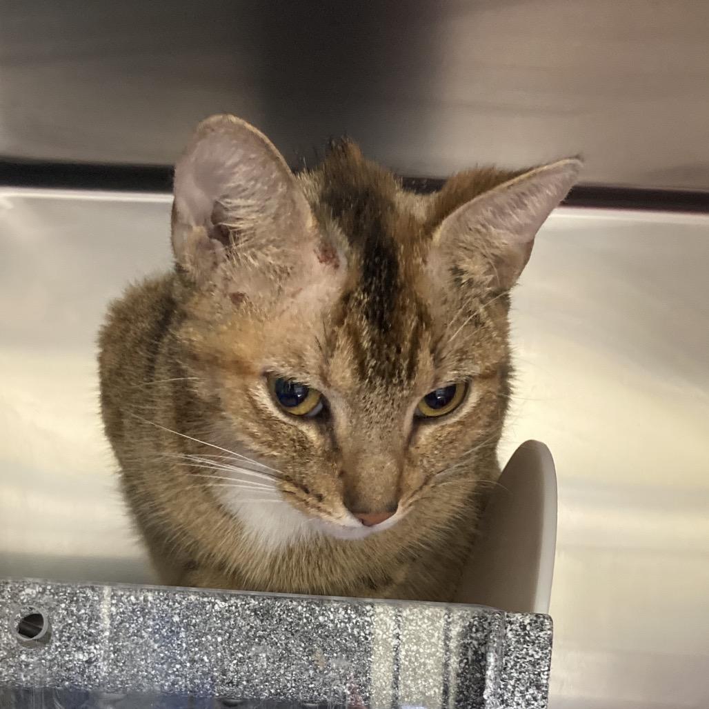 Avril Lavigne, a Adoptable Domestic Short Hair in Galveston, TX image 2/6