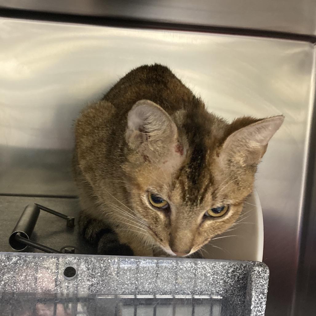 Avril Lavigne, a Adoptable Domestic Short Hair in Galveston, TX image 3/6