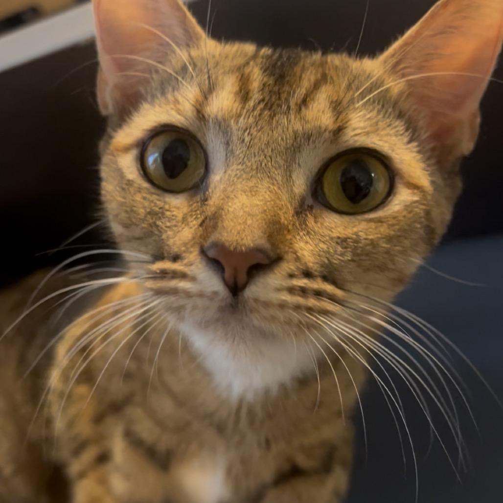 Avril Lavigne, a Adoptable Domestic Short Hair in Galveston, TX image 4/6