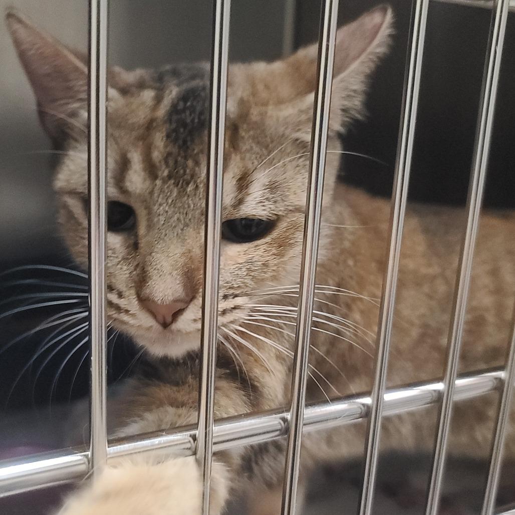 Avril Lavigne, a Adoptable Domestic Short Hair in Galveston, TX image 5/6