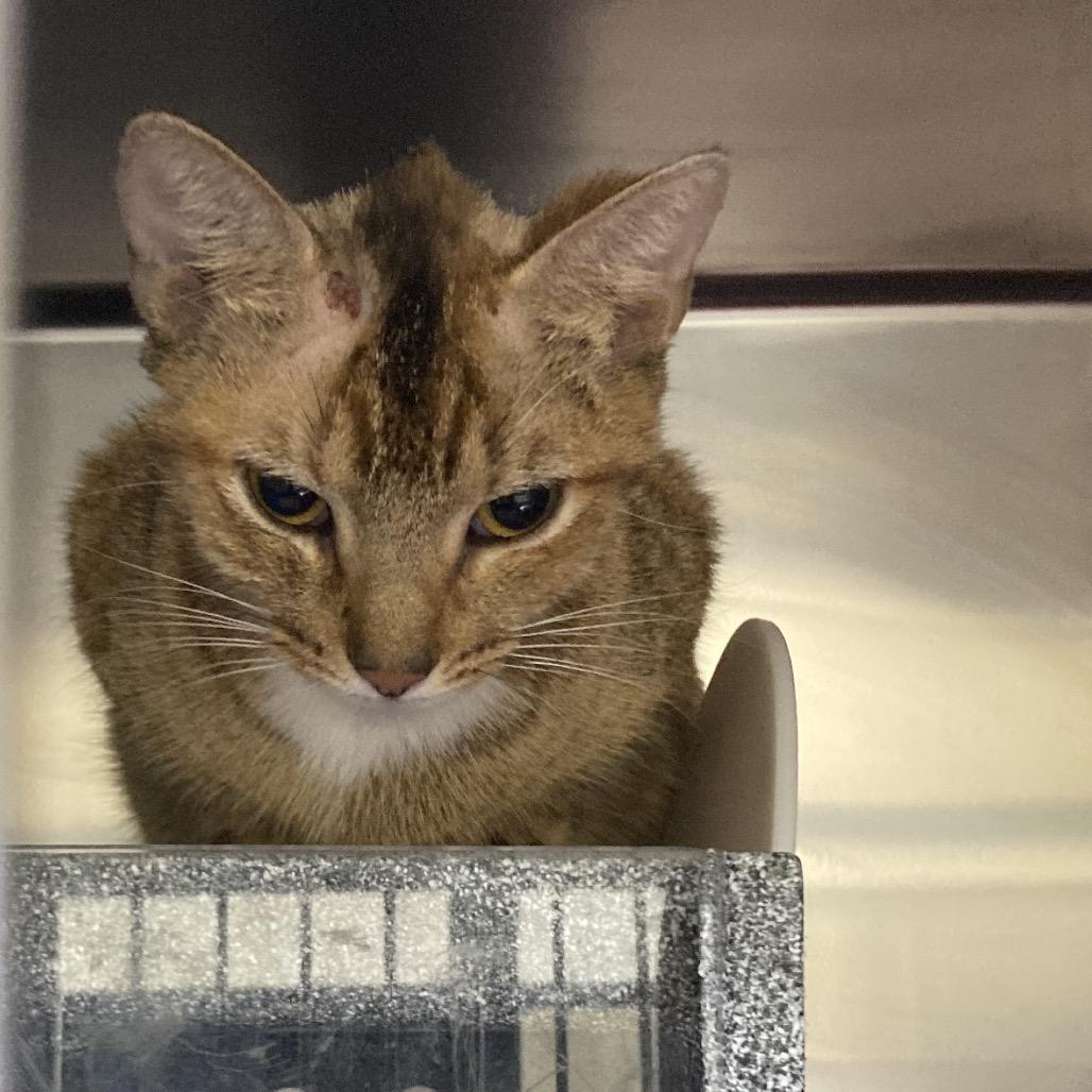 Avril Lavigne, a Adoptable Domestic Short Hair in Galveston, TX image 6/6