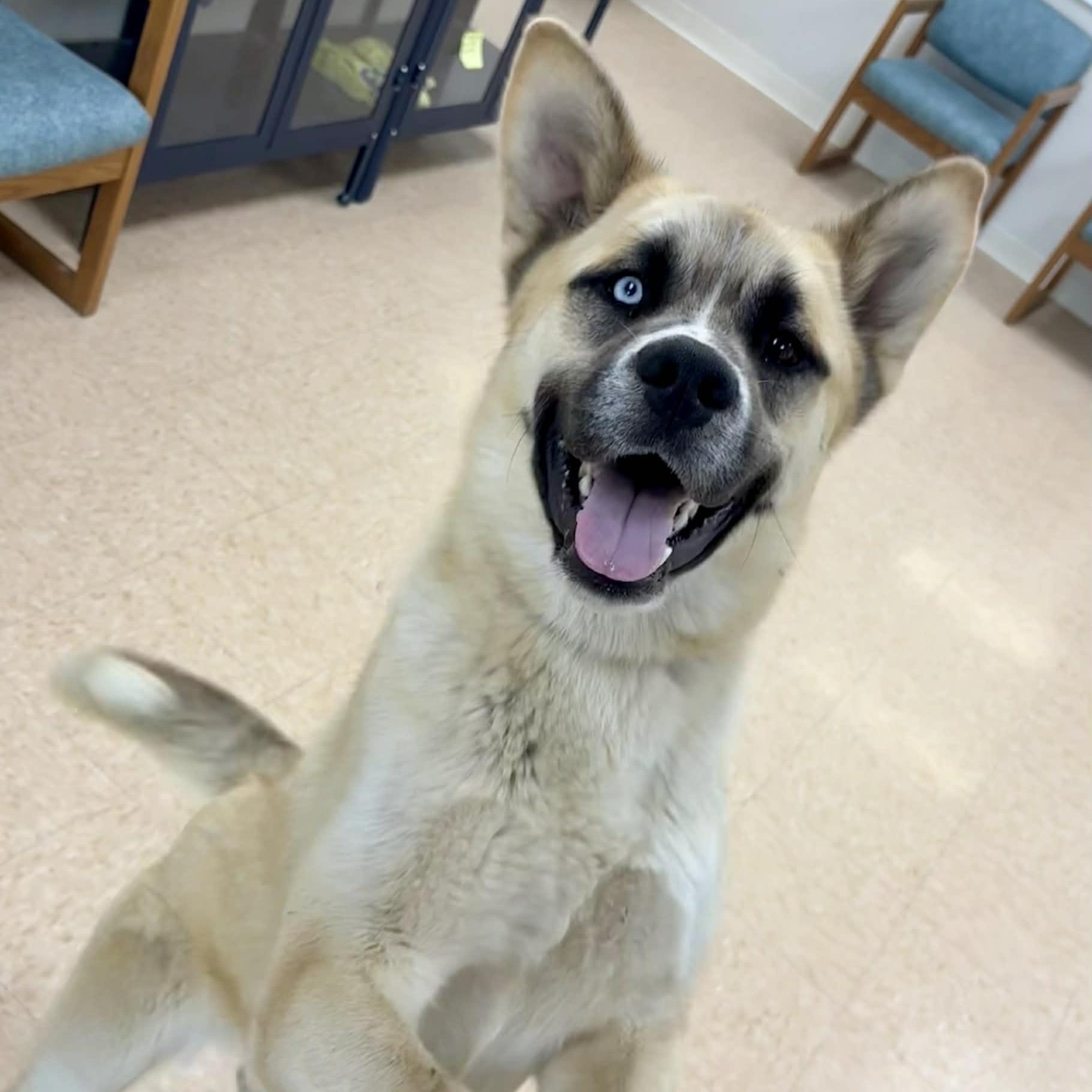 Enlarge Bowie, an adopted mixed breed in Rushville, IL image 2/3