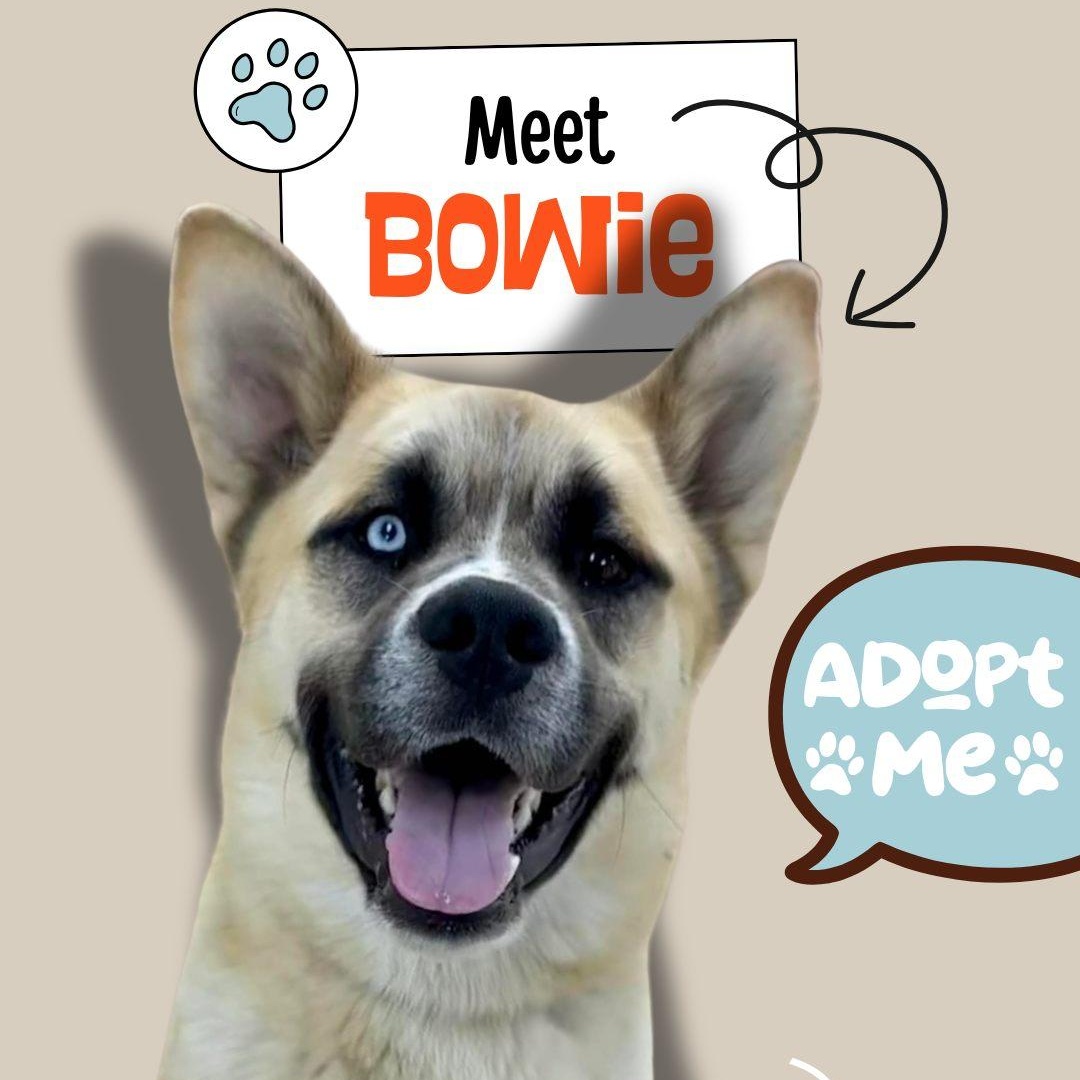 Enlarge Bowie, an adopted mixed breed in Rushville, IL image 1/3