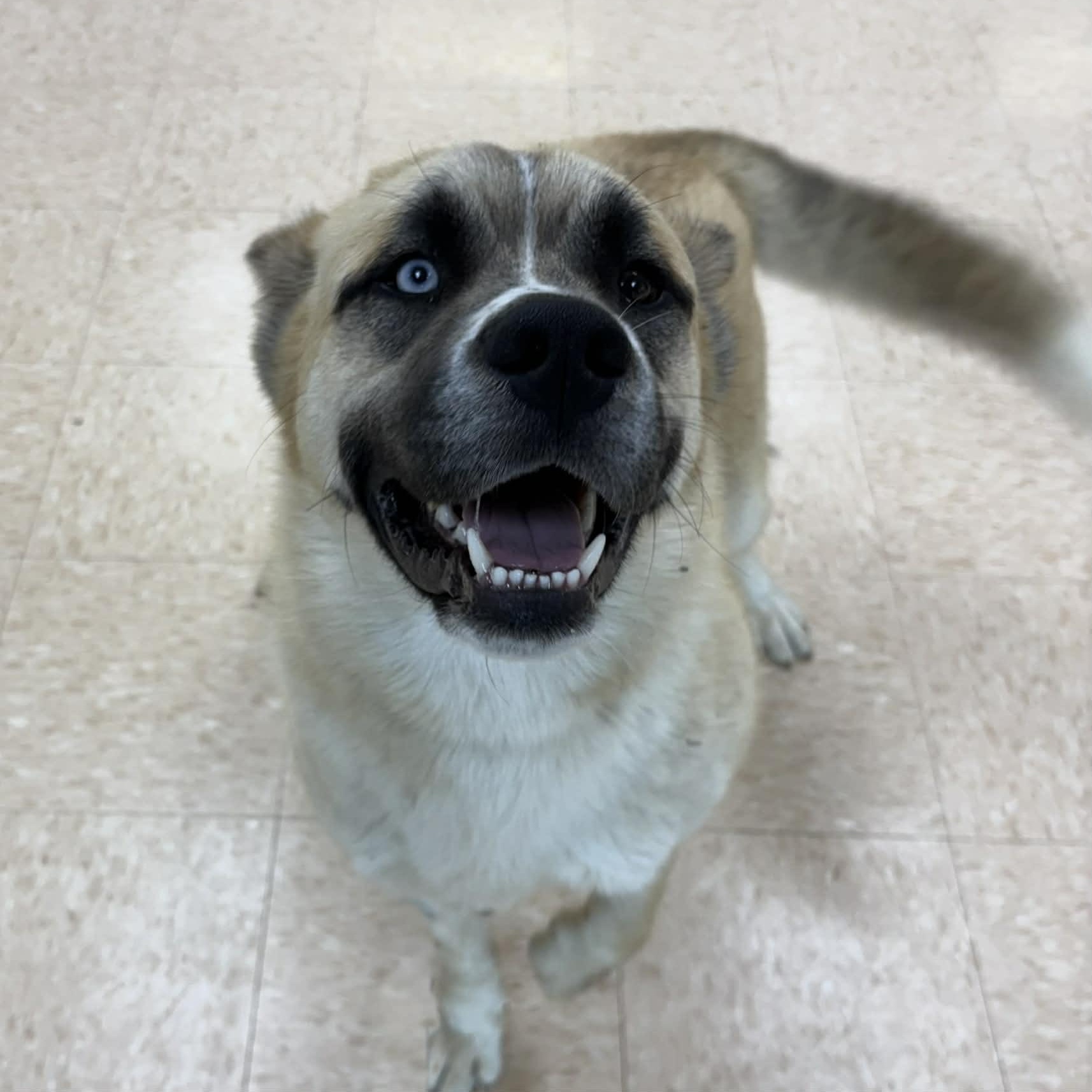 Enlarge Bowie, an adopted mixed breed in Rushville, IL image 3/3