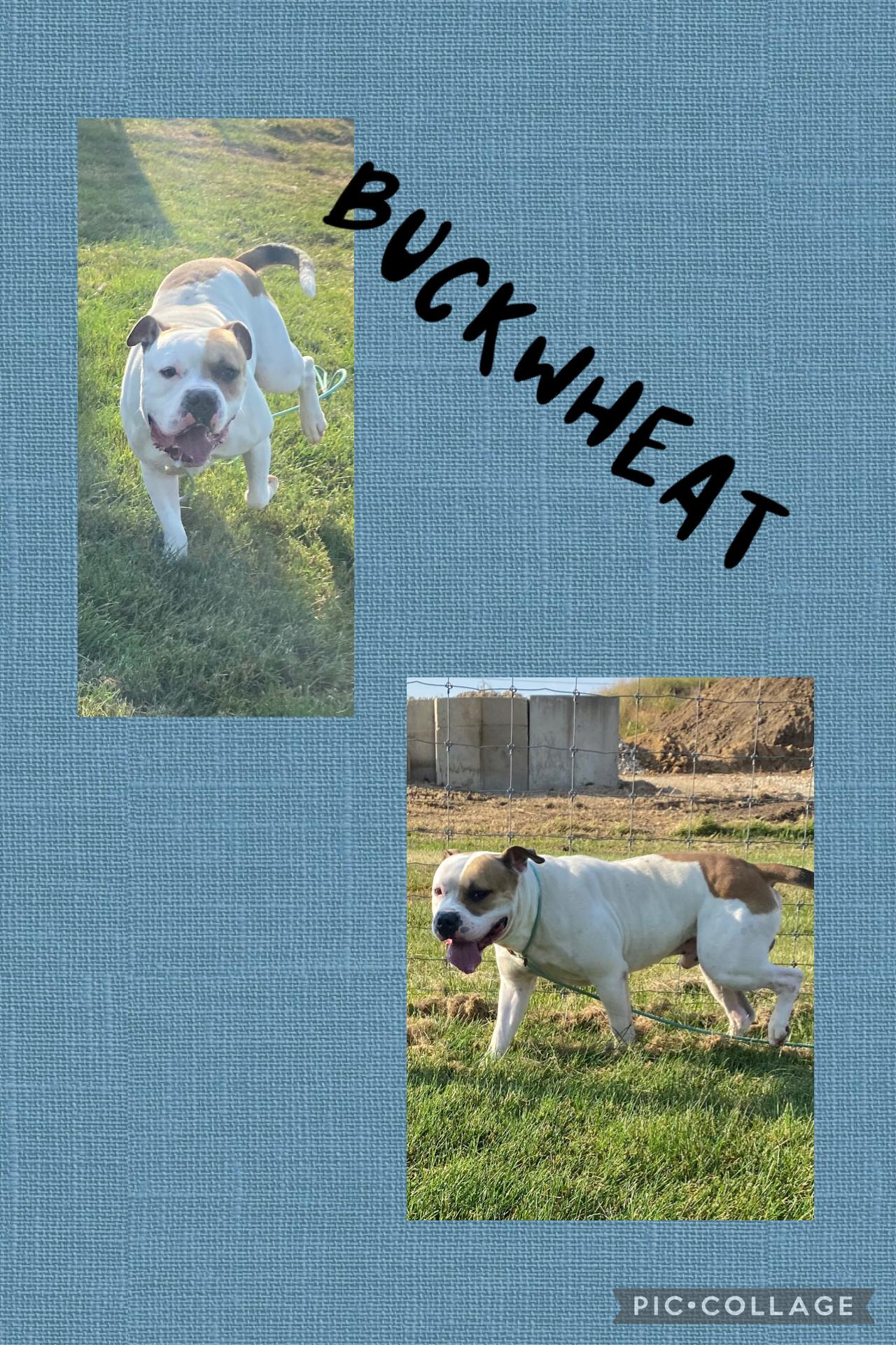 BUCKWHEAT