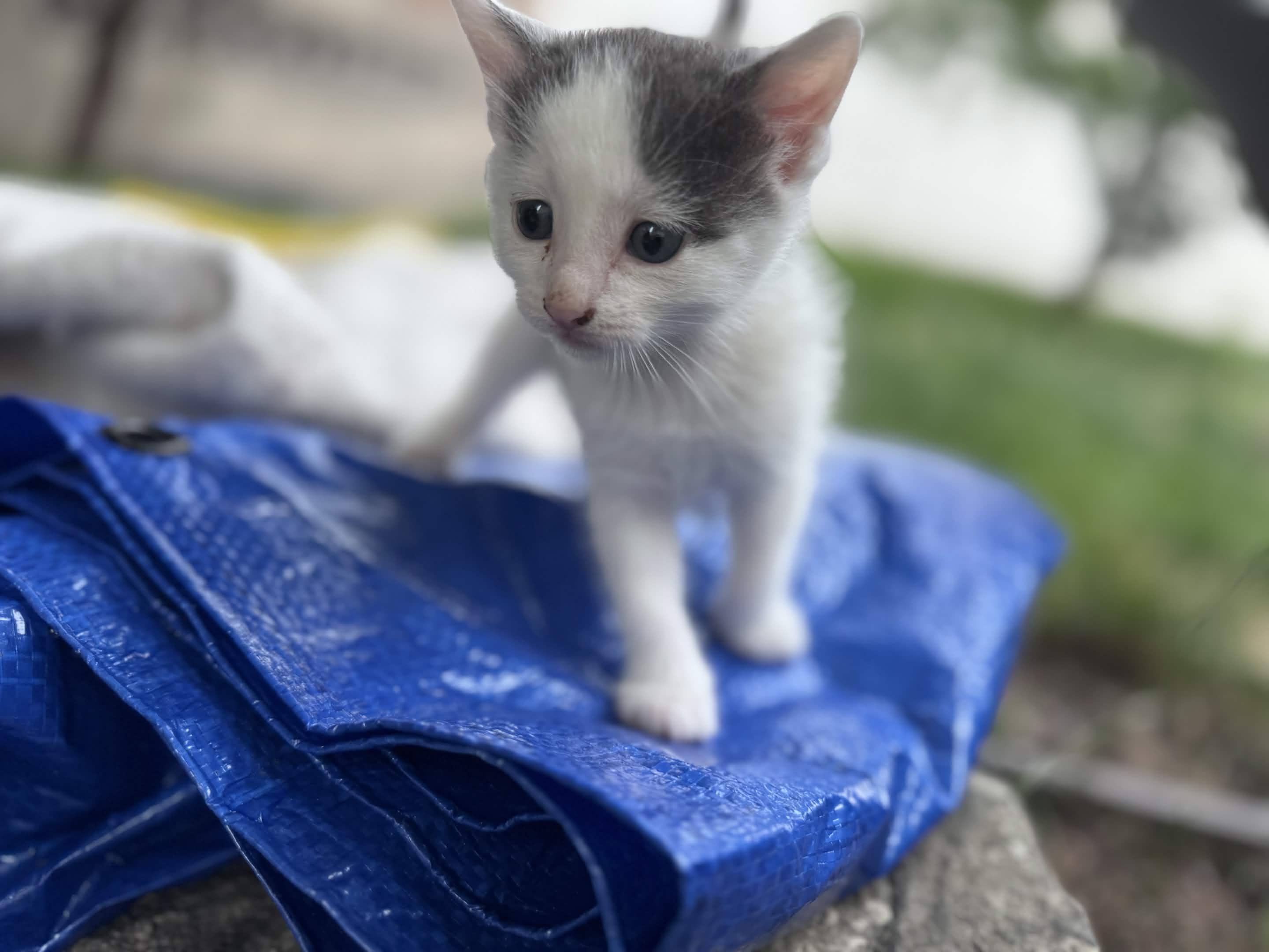 Jerry, Adoptable, Kitten Male American Shorthair.