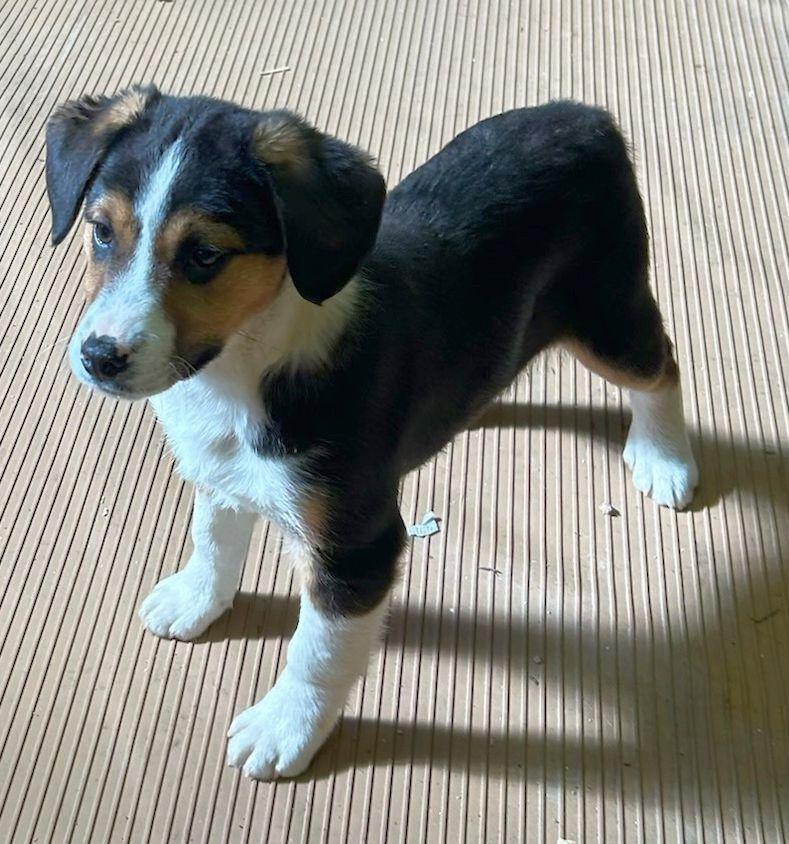 Enlarge BRUTUS (ohiosdrescue@gmail.com), a ADOPTABLE mixed breed in Elyria, OH image 5/5