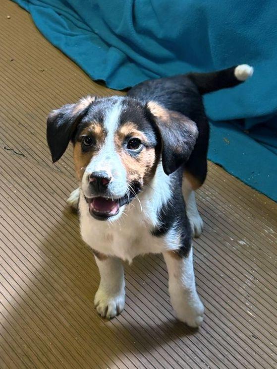 Enlarge BRUTUS (ohiosdrescue@gmail.com), a ADOPTABLE mixed breed in Elyria, OH image 1/5