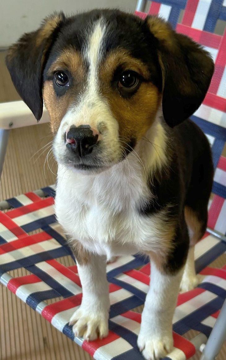 Enlarge BRUTUS (ohiosdrescue@gmail.com), a ADOPTABLE mixed breed in Elyria, OH image 4/5