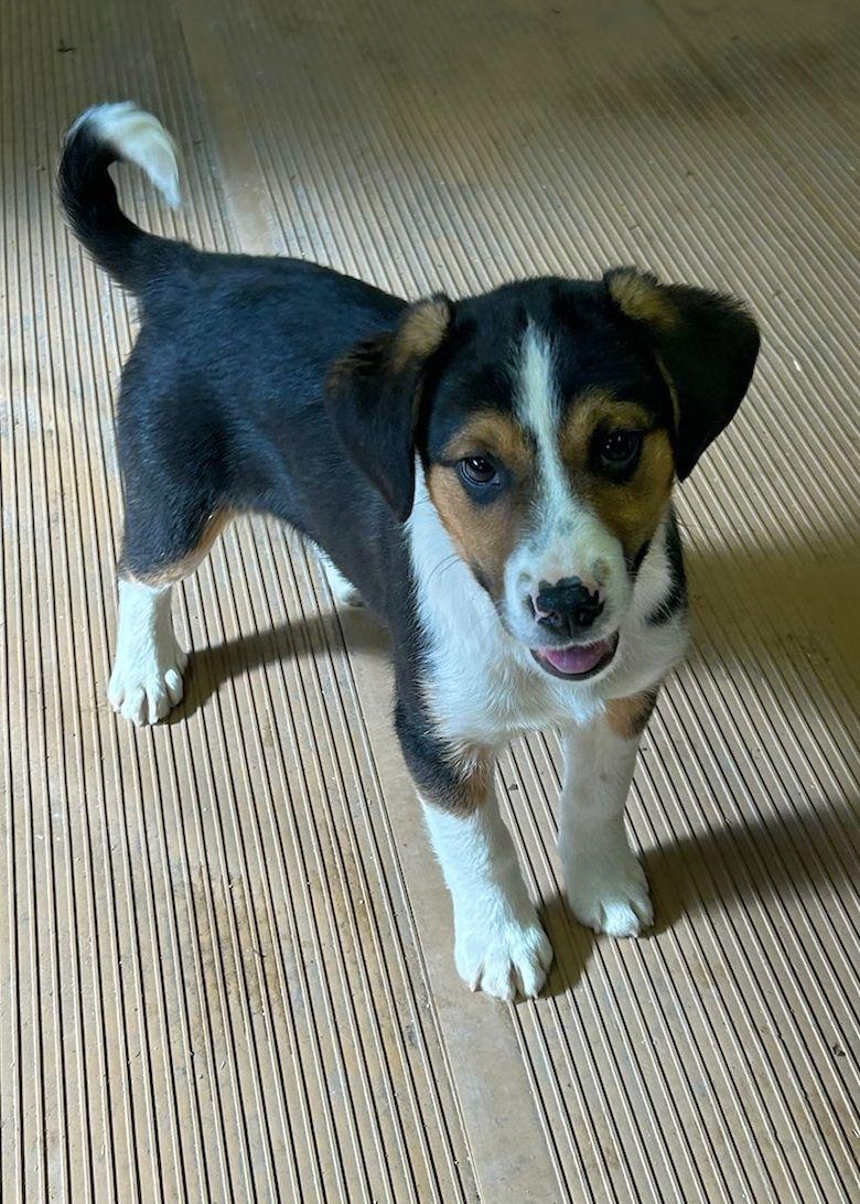 Enlarge BRUTUS (ohiosdrescue@gmail.com), a ADOPTABLE mixed breed in Elyria, OH image 3/5