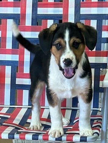 Enlarge BRUTUS (ohiosdrescue@gmail.com), a ADOPTABLE mixed breed in Elyria, OH image 2/5