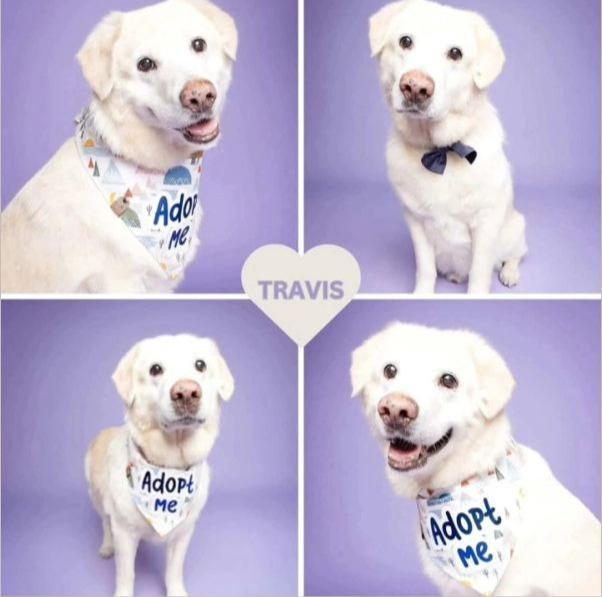 Travis, a Adoptable Golden Retriever in Miami, FL image 1/6