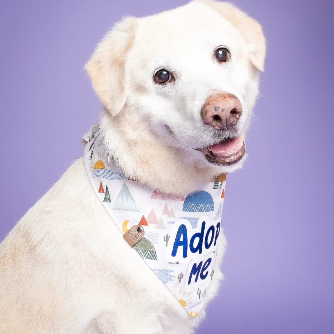 Meet Travis the Sweet  Loyal Golden Mix Located in Broward County FL EXPERIENCED ADOPTERS ONLY 