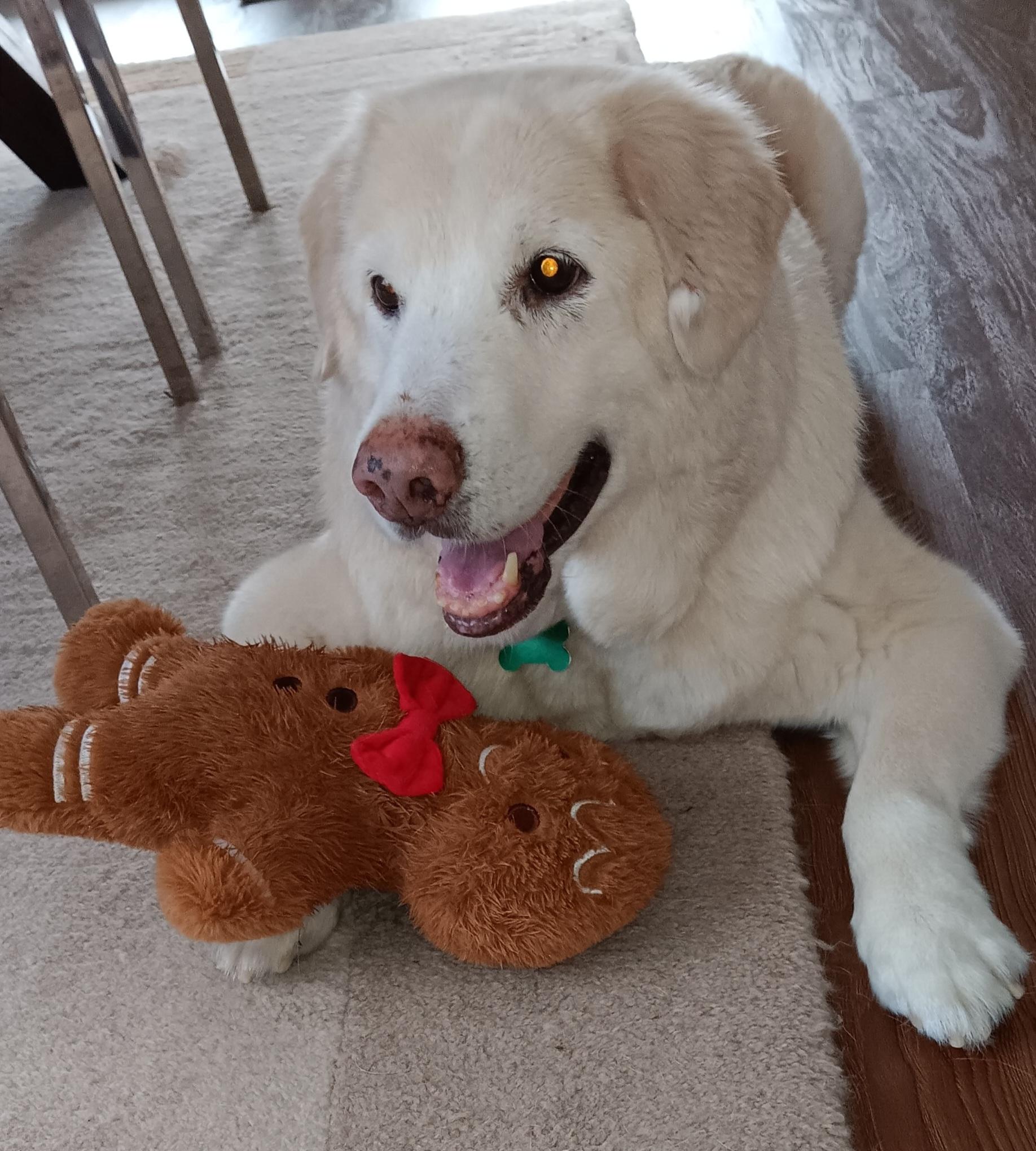 Enlarge Travis, a Adoptable Golden Retriever in Miami, FL image 5/5