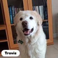 Enlarge Travis, a Adoptable Golden Retriever in Miami, FL image 2/6