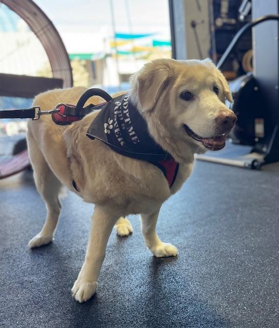 Enlarge Travis, a Adoptable Golden Retriever in Miami, FL image 2/5