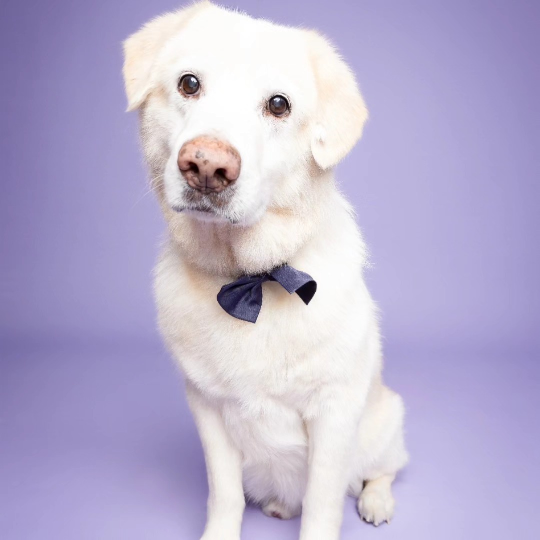 Travis, an adoptable Golden Retriever in Miami, FL, 33155 | Photo Image 2