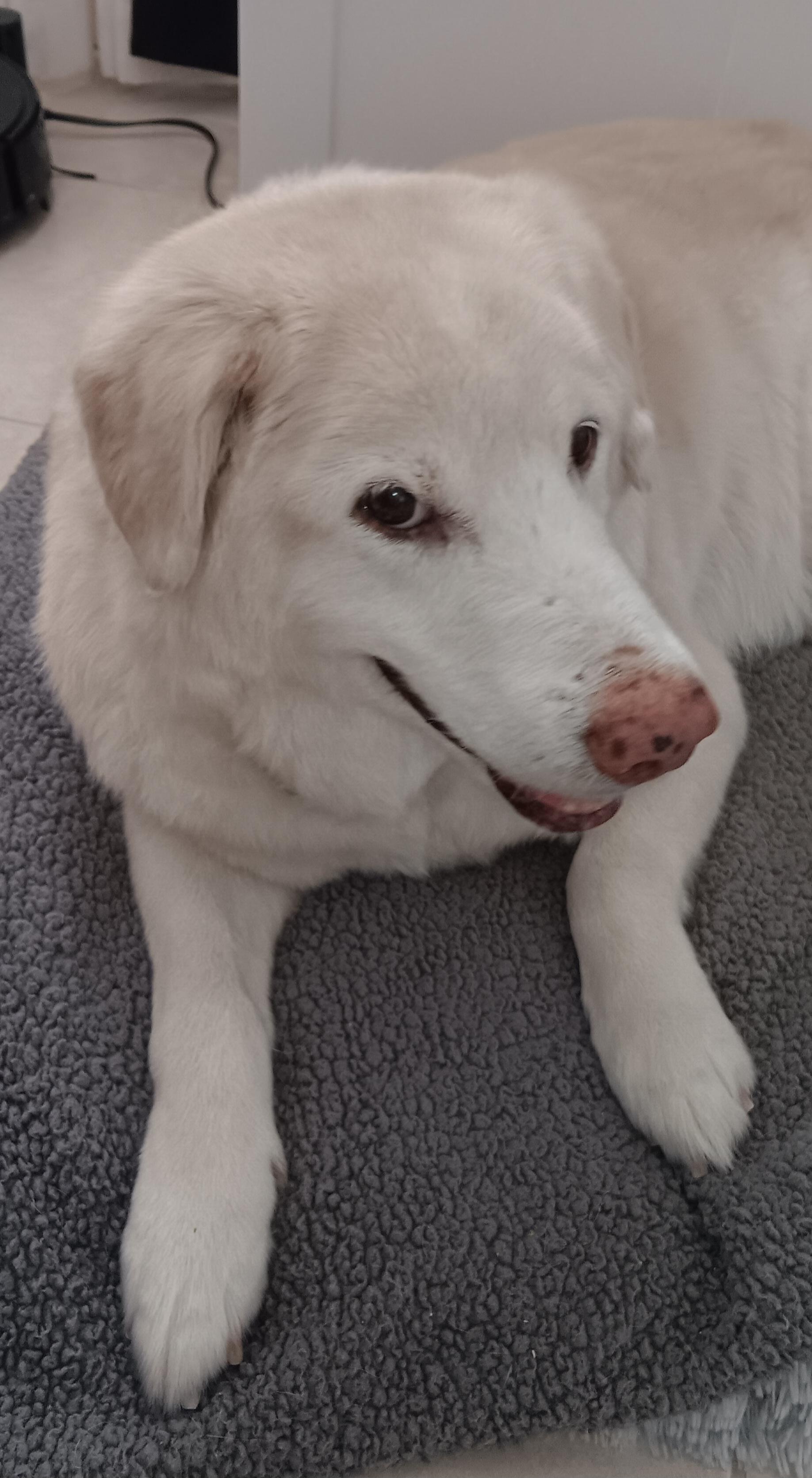 Enlarge Travis, a Adoptable Golden Retriever in Miami, FL image 4/5