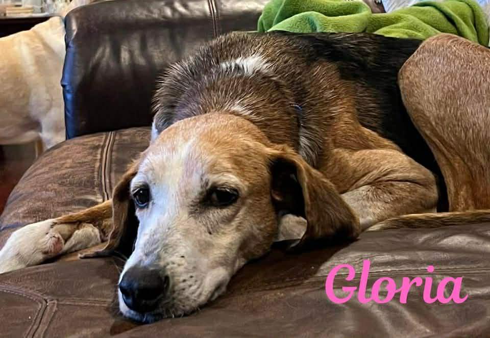 Enlarge GLORIA, a ADOPTABLE mixed breed in Madisonville, LA image 4/4